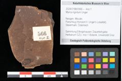 Foto (Objekt + Etikett) von Myrica lignitum Unger (NHMW-GEO-2024-0188-0566)